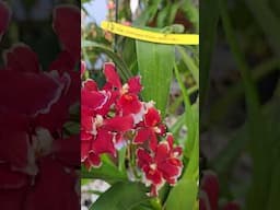 Red ORCHID BLOOMS are a heart lifting ❤️