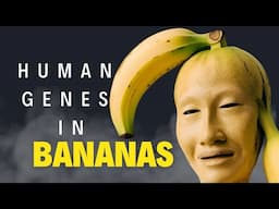 Why Bananas have Human Genes