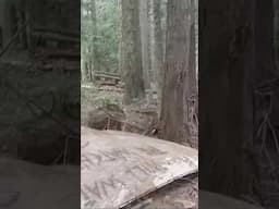 Forest transformation part 1