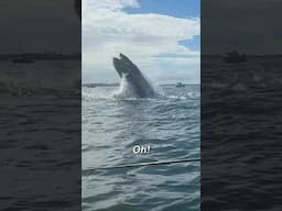 Whale Almost Sinks My Kayak!