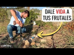 ACELERA EL CRECIMIENTO DE #FRUTALES pozos de abonado y riego para cítricos con biochar || en20metros