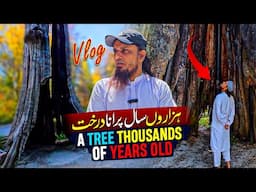 A Thousand Year Old Tree In Canada - Mufti Tariq Masood Vlogs