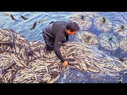 Spectacular！Amazing 4000 Sweetfish Catch, Sweetfish Farm in Taiwan/ 生猛的畫面！4000隻香魚捕撈, 台灣香魚養殖, 烤香魚