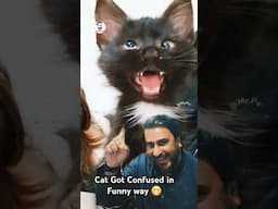 After Listening Arabic Song Cat Got Confused in Funny Way 😁