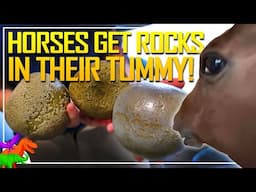 Sometimes Horses Grow Gruesome Rocks In their Stomachs