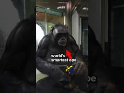 I Taught An Ape To Solve A Rubik's Cube #rubikspartner