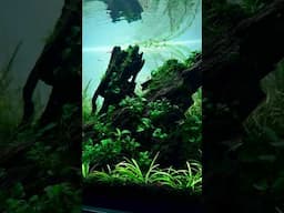 DRAGONWOOD AQUASCAPE | NON CO2 AQUASCAPING #aquarium #aquascaping #aquascape