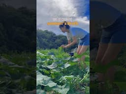 Naga style summer’s broth cooked with organic vegetables in a field.        #kabitingchoi #nagastyle