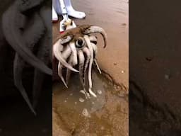 This Unbelievable Beach Discovery Went Viral on the Internet #shorts #trending #viralvideo