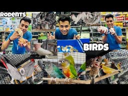 Birds Price in India | Birds price in Bangalore | Guinea Pig price | Birds & Rodents vlog