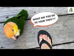 Puffman Caique's Hilarious Response To Mom's Pedicure | Cute Parrot Reacts