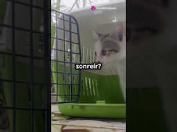 Adopta un Gato