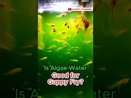 Is Algae Water Good for Guppy Fry ? #aquarium #guppyfishtank #fishtank #chill