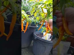 Pepper growing in container. #gardening #garden #fruit #viralvideo #viralshorts #viralreels