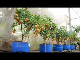 Method of growing kumquat and lemon from branches at home for lots of fruit