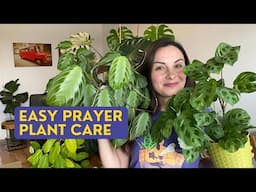 How to Grow Prayer Plant | Maranta Varieties