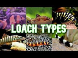 Loach Types | 27 Types To Know