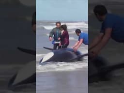 SEVEN Orcas Rescued in Argentina !