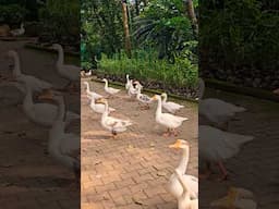 Lazy to go for an evening walk #geese #stregis #goa #travel #goavibes #shortsvideo #shortsfeed