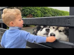 Adorable Baby Boy Feeds His Wolves Then Sets Them Free! (Cutest Ever!!)