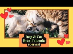 DOG & CAT Best Friends Forever!