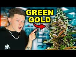 How to Find The BEST WEED in Thailand