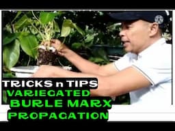 V A R I E G A T E D  B U R L E  M A R X  PROPAGATION TRICKS AND TIPS