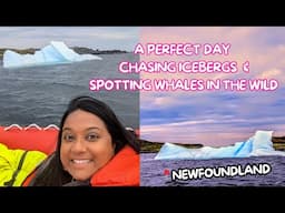 Spotting Whales and Icebergs in Western Newfoundland