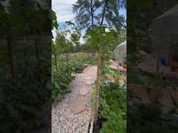 BEFORE AND AFTER: Full garden transformation!! #homesteading #gardening #transformation