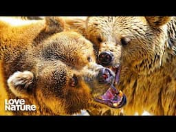 Bears: The Supreme Predators | Wild Hunters 105