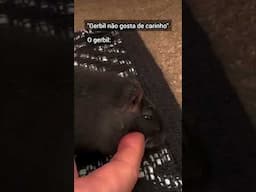 Gerbil gosta de carinho sim 💜 Esquilo da Mongólia recebendo cafuné