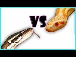 BALL PYTHONS VS CORN SNAKES! WHICH ONE IS BETTER?