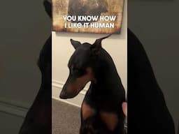 Thats Right #dog #funny #puppy #doberman #dobermanpinschers #dobermanpuppy #dogsfunny