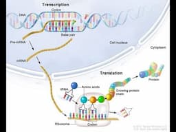 Life Sciences: Protein Synthesis Grade 12