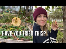 A CLEVER WAY TO FEED THE BIRDS / ALLOTMENT GARDENING UK