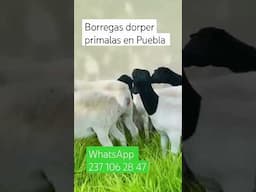 venta de borregas dorper primalas en Puebla, llame ya