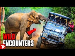 If Wild Animals Give You the Jitters, Maybe Skip This Video!