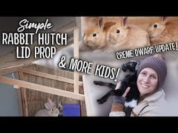 Simple DIY RABBIT Hutch Lid Prop - Assisting a GOAT birth!! - Creme Dwarf Kits Update