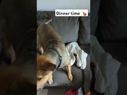 Goose the dog + dinnertime