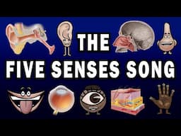 THE FIVE SENSES SONG!