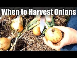 Harvesting, Processing and Storing Onions