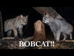 First Bobcat on Camera Trap of 2024