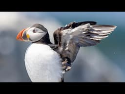 INSANE Puffin Photography with the Canon R5