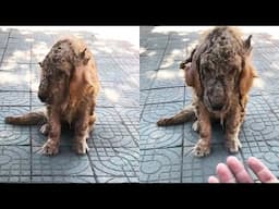 Sick golden retriever abandoned, Unrecognizable, Until a passerby reached out his hand...