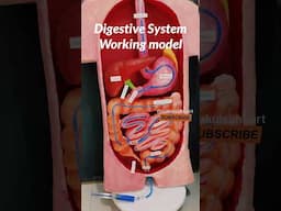 digestive system working model 3d model #biology project #shortsfeed #ytshorts #nakulsahuart