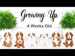 Big Changes For Our 4 Week Old Large Mini Sized, Red and White Goldendoodles | CarolXDave