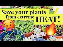 How I Kept My Plants ALIVE in the Hottest Summer Ever!