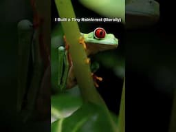 I Built a Rainforest for the World's Most Famous Frog