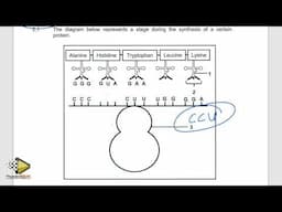 LIFE SCIENCES P.2  GRADE 12  life sciences  DNA CODE OF LIFE , TRANSLATION [THUNDEREDUC] BY: M.SAID