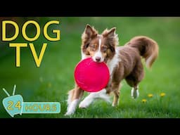 DOG TV: Video for Dogs to Prevent Boredom When Home Alone - Best Collection Tunes to Relax for Dogs